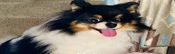 Pomeranian dogs for sale: Timothy - Ad 6