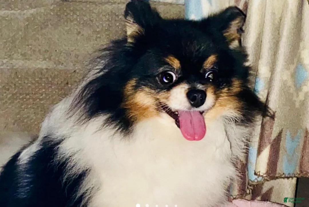 Pomeranian dogs for sale: Timothy - Ad 6