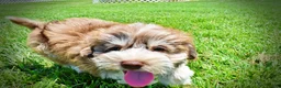 Havapoo dogs for sale: Domino - Ad 15
