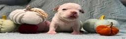American Bully dogs for sale: Chocolate Male  - Ad 5