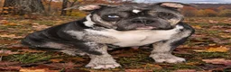 American Bully dogs for sale: Silvia  - Ad 4
