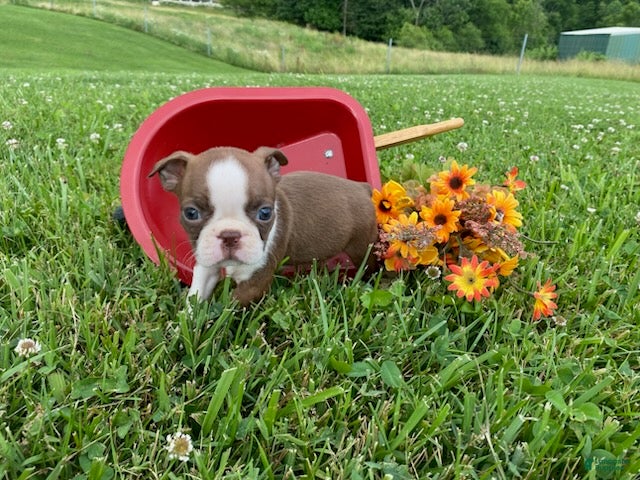 Boston Terrier dogs Pennie - Ad 1