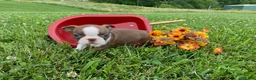 Boston Terrier dogs for sale: Pennie - Ad 1
