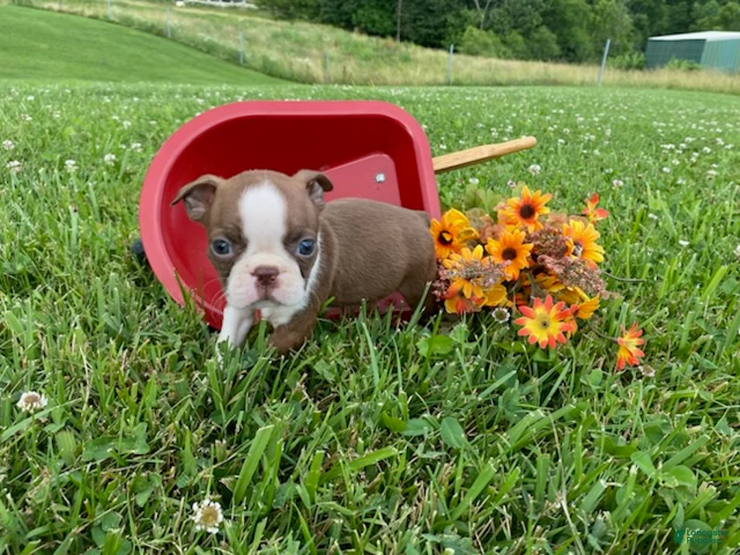 Boston Terrier dogs for sale: Pennie - Ad 1
