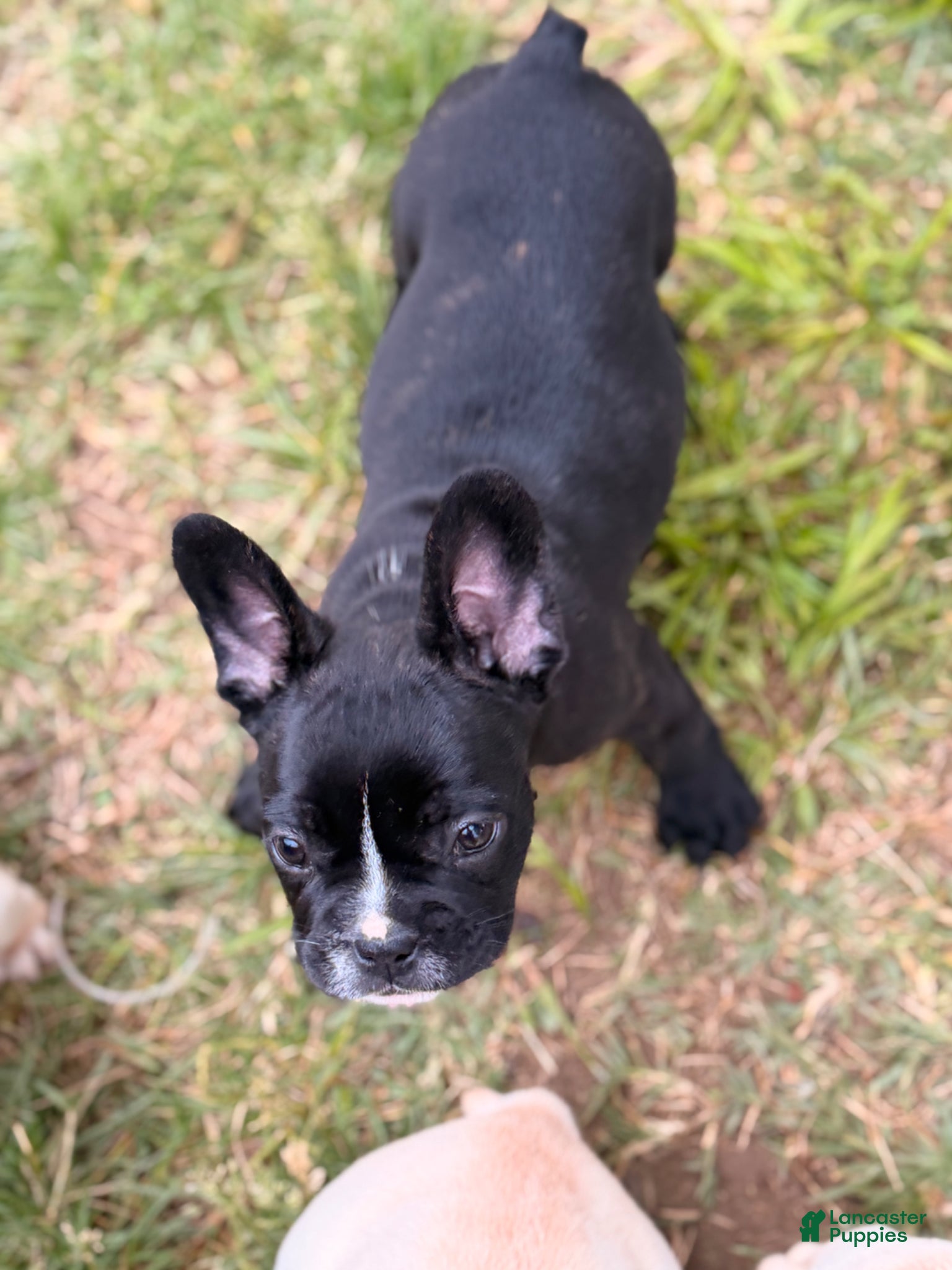 French Bulldog dogs for sale: Milk Puppy 4 - Ad 2