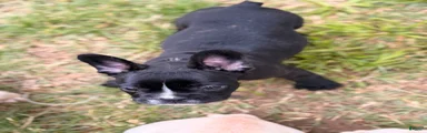 Milk Puppy 4