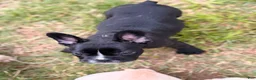 French Bulldog dogs for sale: Milk Puppy 4 - Ad 1