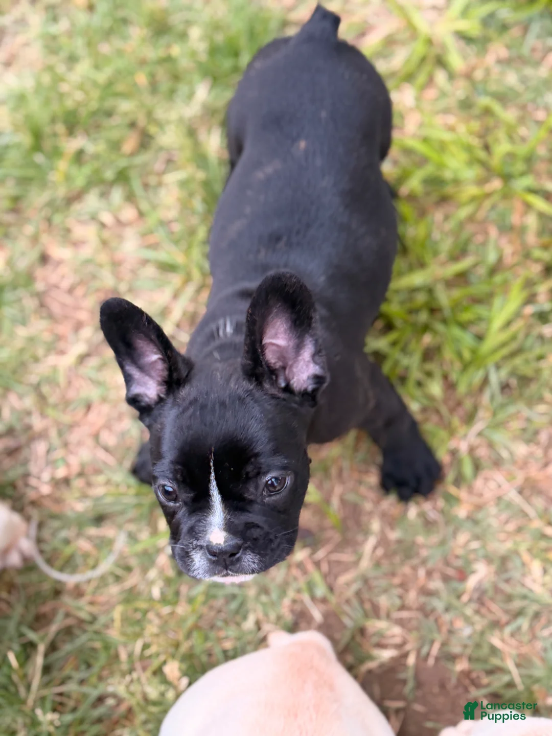 French Bulldog dogs for sale: Milk Puppy 4 - Ad 1