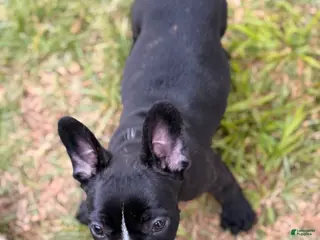 French Bulldog dogs for sale: Milk Puppy 4 - Ad 2