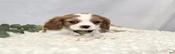 Cavalier King Charles Spaniel dogs for sale: Connor - Ad 5