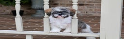 Shih Tzu dogs for sale: Snickers (Neutered) - Ad 5