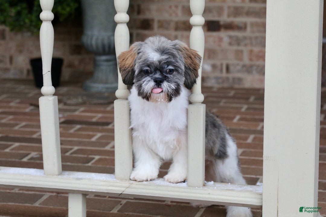 Shih Tzu dogs for sale: Snickers (Neutered) - Ad 5