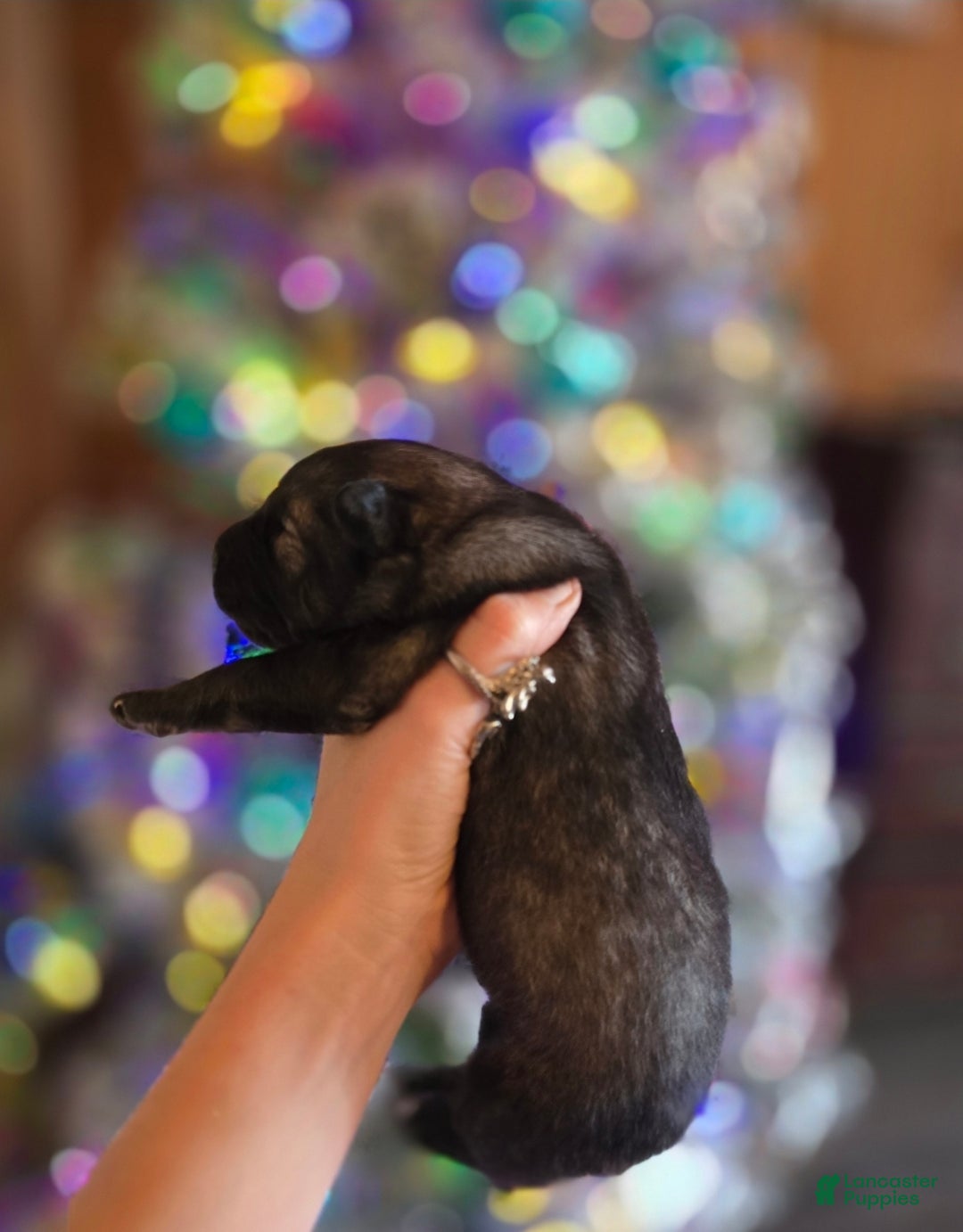 Mixed Breed dogs for sale: Star - Ad 4