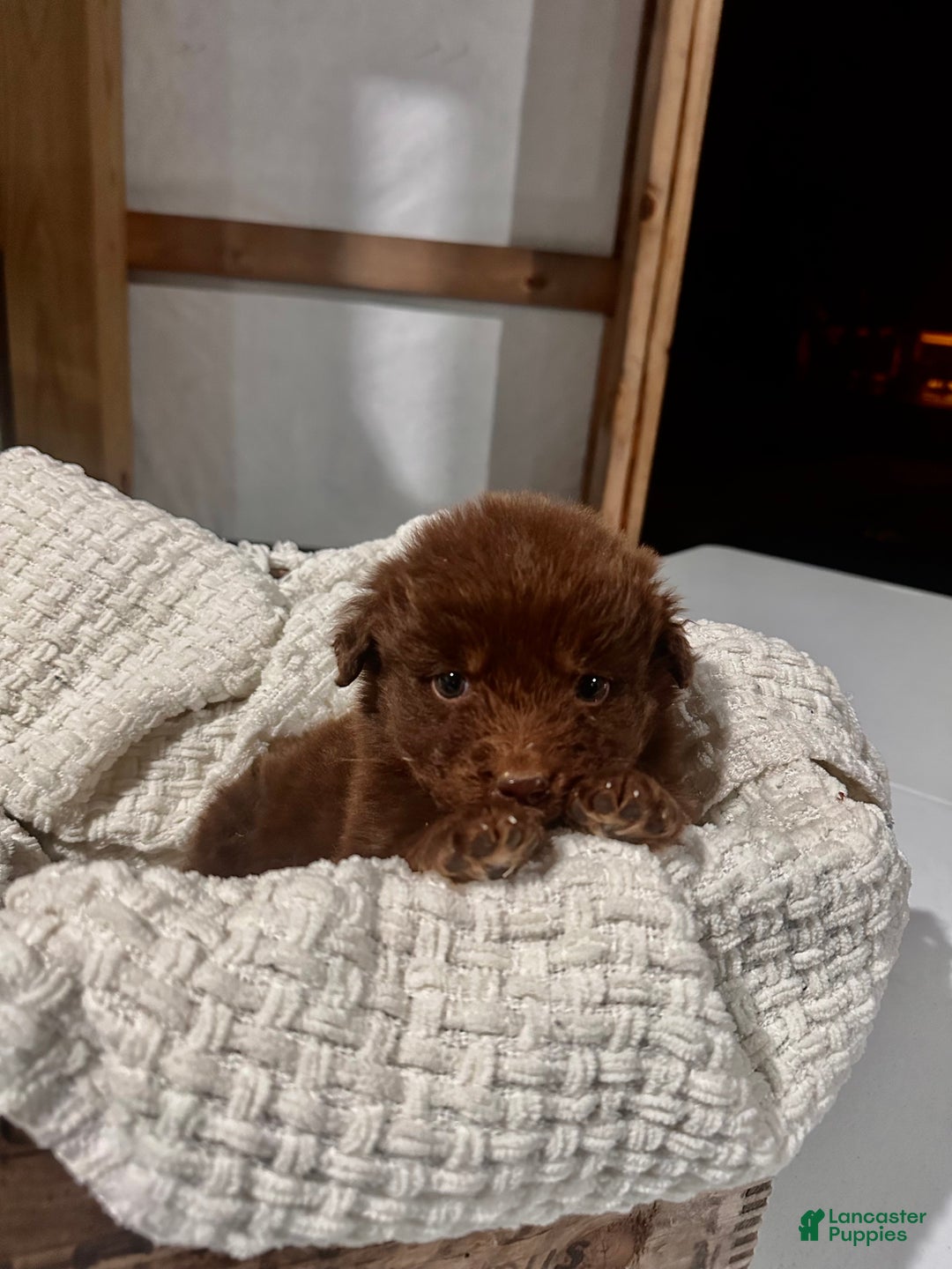 Aussiedoodle dogs for sale: Channing - Ad 7