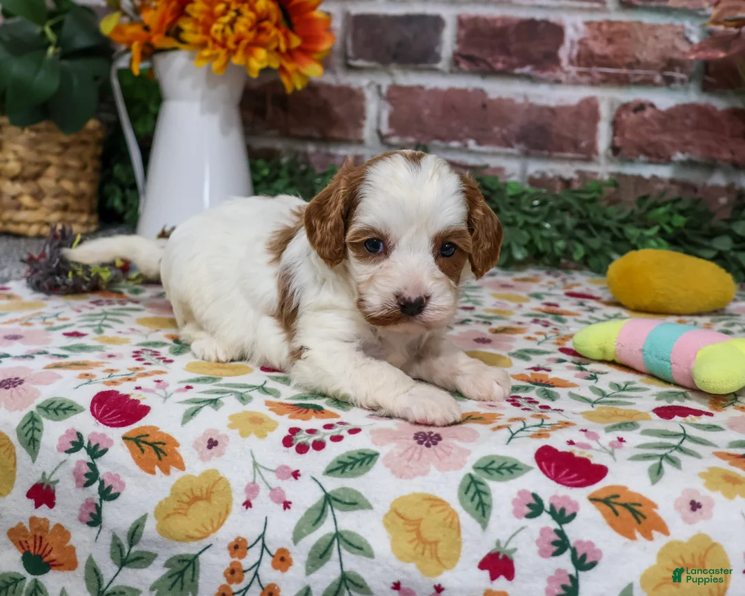 Cavapoo dogs for sale: Alexa - Ad 2