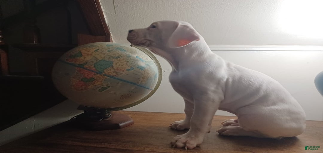 Gallery Image {{count}}