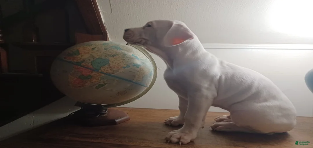 Gallery Image {{count}}