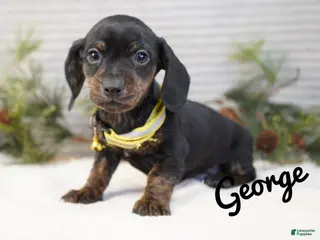 Dachshund dogs George - Ad 9