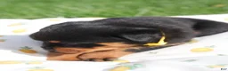 Rottweiler dogs for sale: Destiny  - Ad 4
