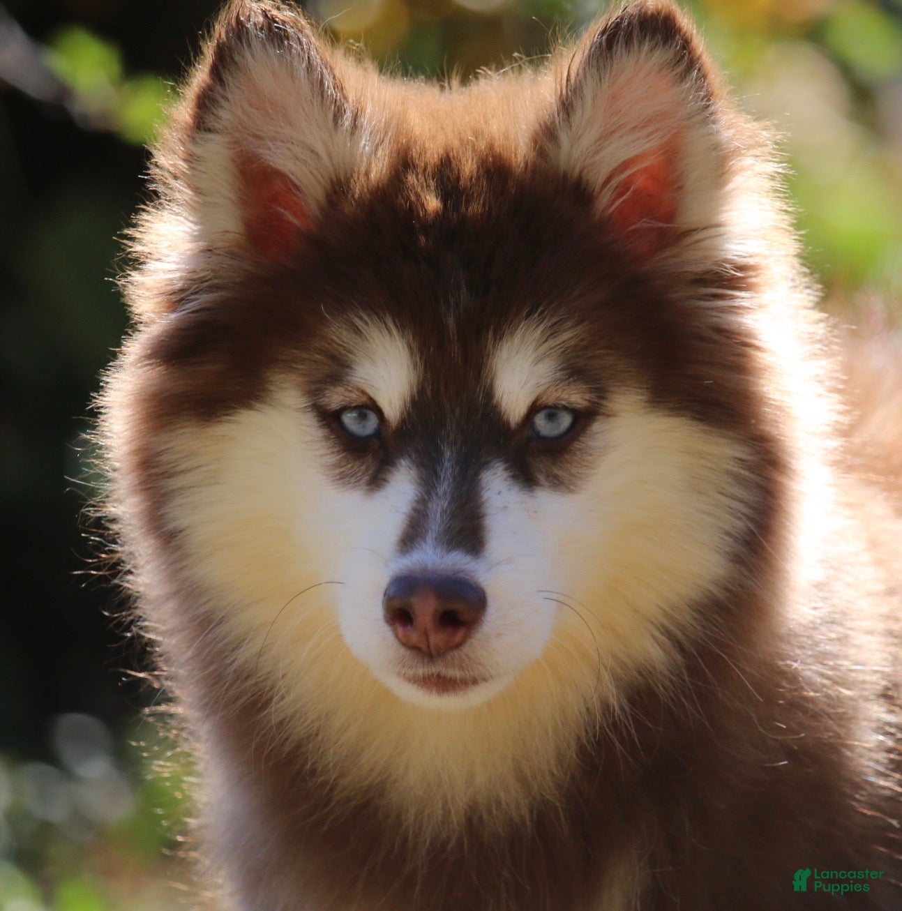 Pomsky dogs for sale: Addie - Ad 2
