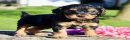 Cavapoo dogs for sale: Frankie Male Cavapoo - Ad 7