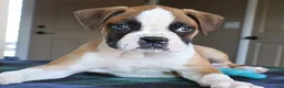 Boxer dogs for sale: Tyson - Champ lines - Ad 3