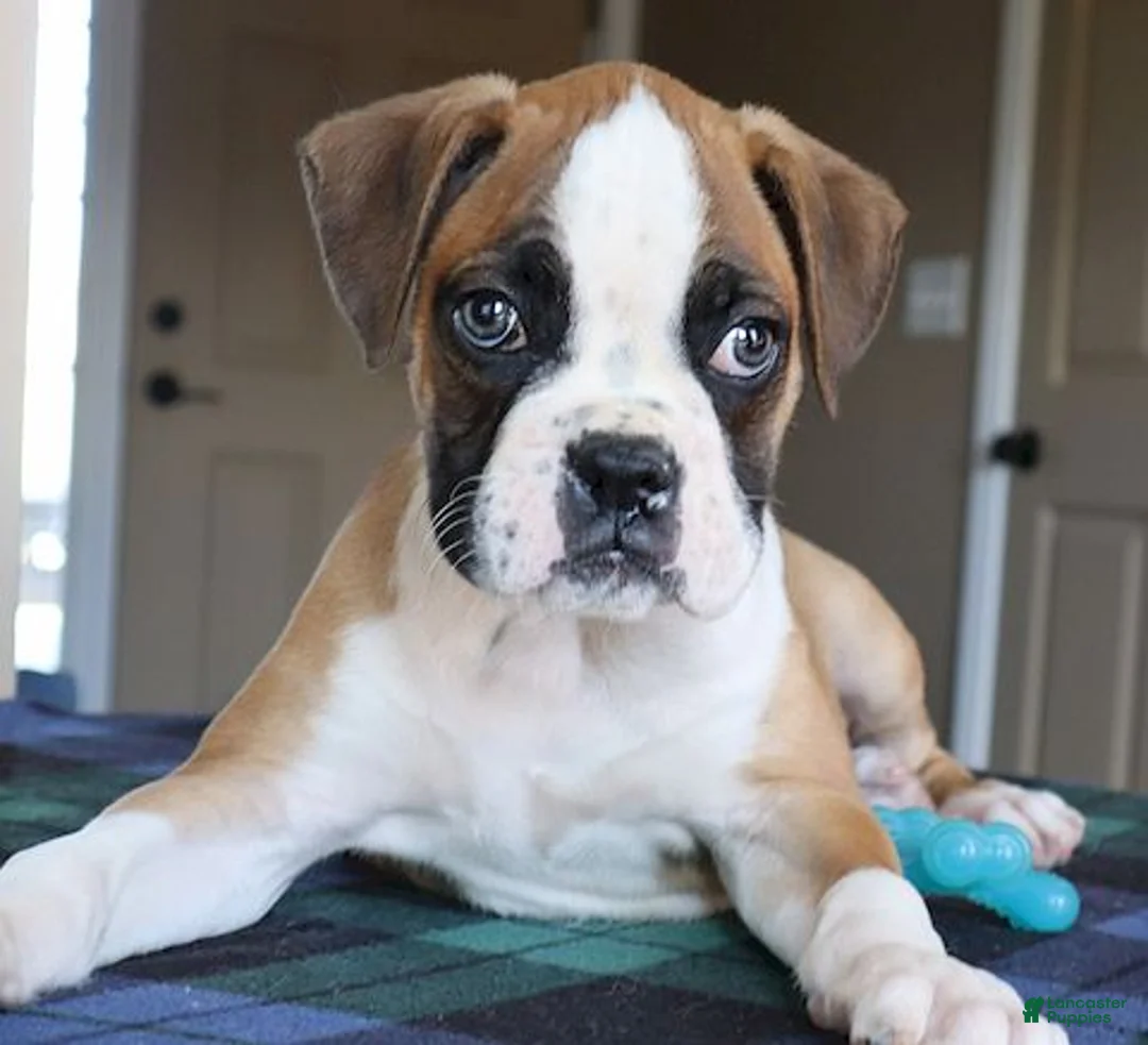 Boxer dogs for sale: Tyson - Champ lines - Ad 3