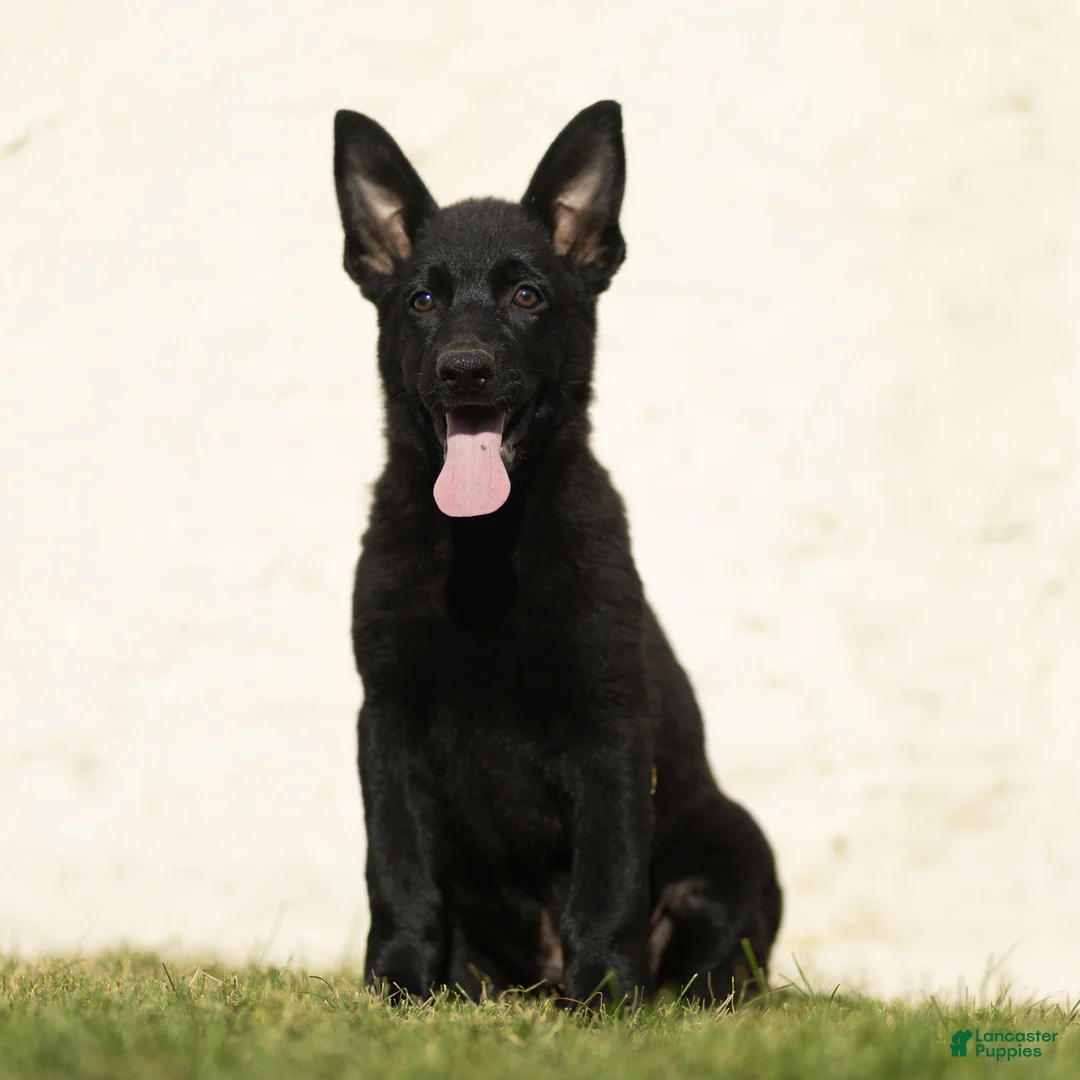 German Shepherd dogs for sale: Forrest German Shepherd  - Ad 1