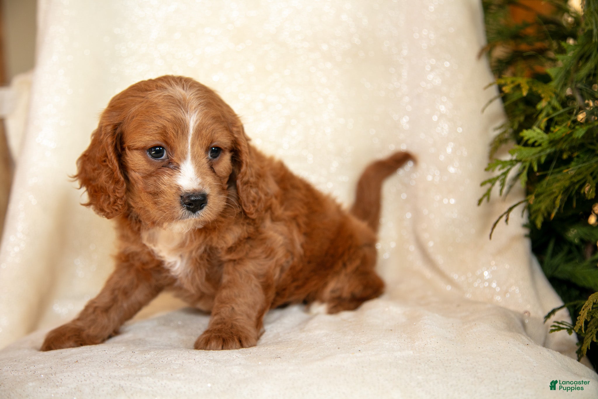 Cavapoo dogs Tucker - Ad 2