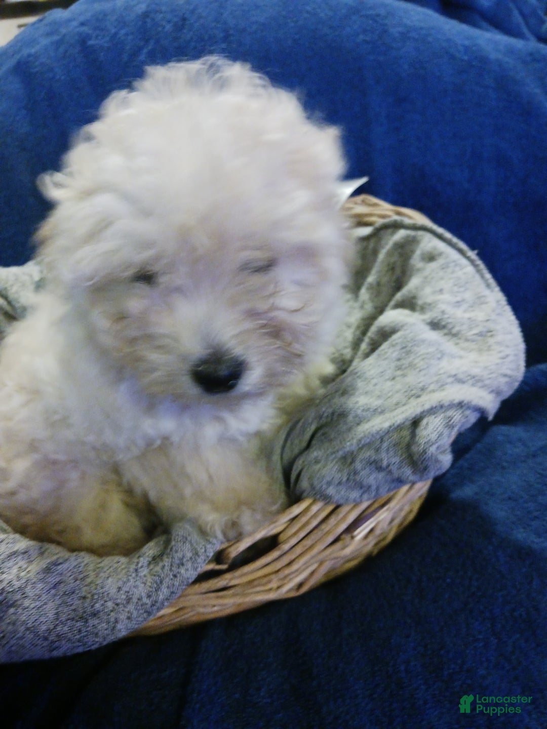 Toy Poodle dogs for sale: Charlie - Ad 6