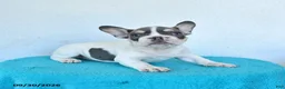 French Bulldog dogs for sale: Oliver - Ad 3