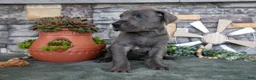 Great Dane dogs for sale: Lilac - Ad 3