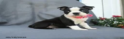Boston Terrier dogs for sale: Chip - Ad 4