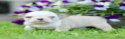 French Bulldog dogs for sale: Renee  - Ad 3