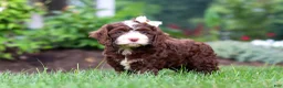 Cockapoo dogs for sale: Hazel - Ad 5