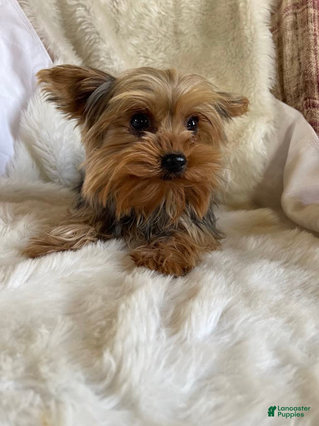 Yorkshire Terrier dogs for sale: Andy - Ad 4