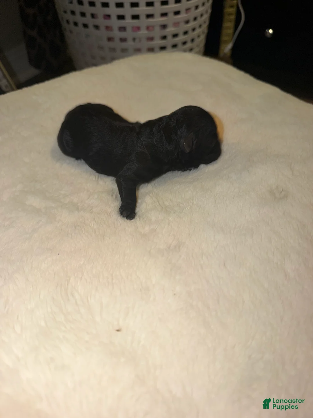 Cockapoo dogs for sale: Cockapoo 7 - Ad 2