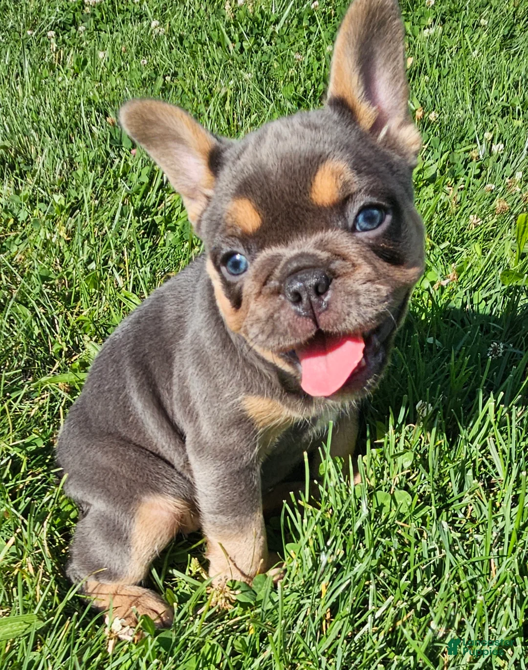 French Bulldog dogs for sale: Jewel - Ad 1