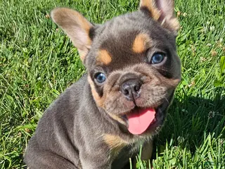 French Bulldog dogs Jewel - Ad 8