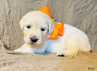 Golden Retriever dogs Orange Boy - Ad 1