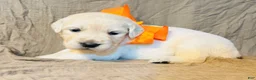Golden Retriever dogs for sale: Orange Boy - Ad 1