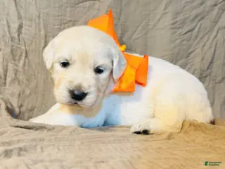 Golden Retriever dogs Orange Boy - Ad 1
