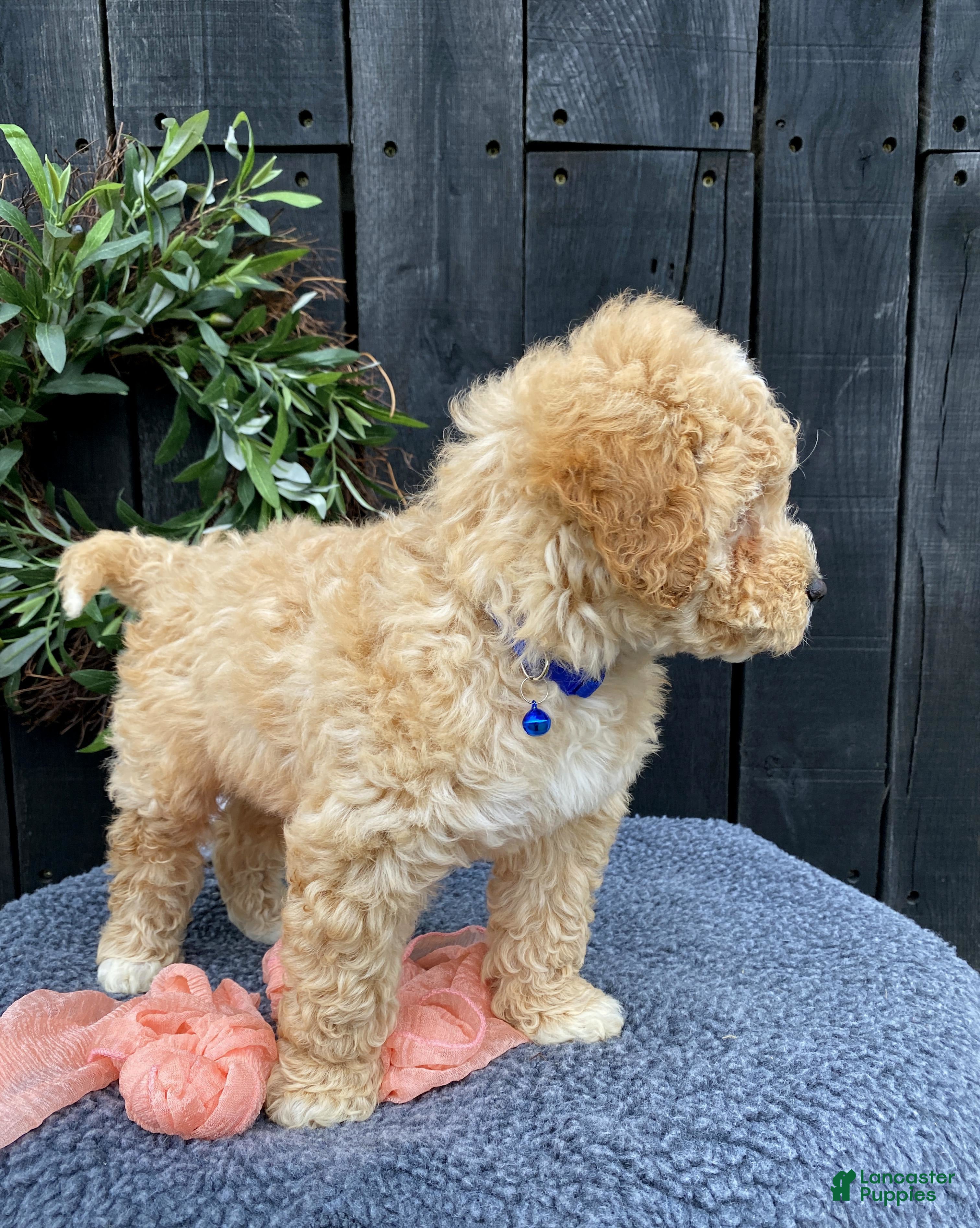 Mixed Breed dogs Kit - Ad 2