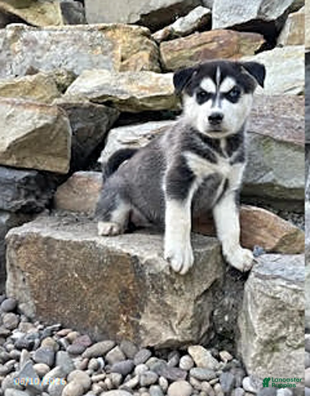 Pitsky dogs for sale: Penelope - Ad 1