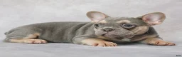 French Bulldog dogs for sale: Belle - Ad 6