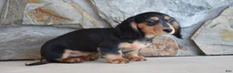 Miniature Dachshund dogs for sale: Addalyn - Ad 3