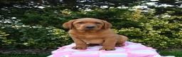 Labrador Retriever dogs for sale: Rocky - Ad 1