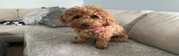 Mini Goldendoodle dogs for sale: Ollie (Petite Goldendoodle) - Ad 6