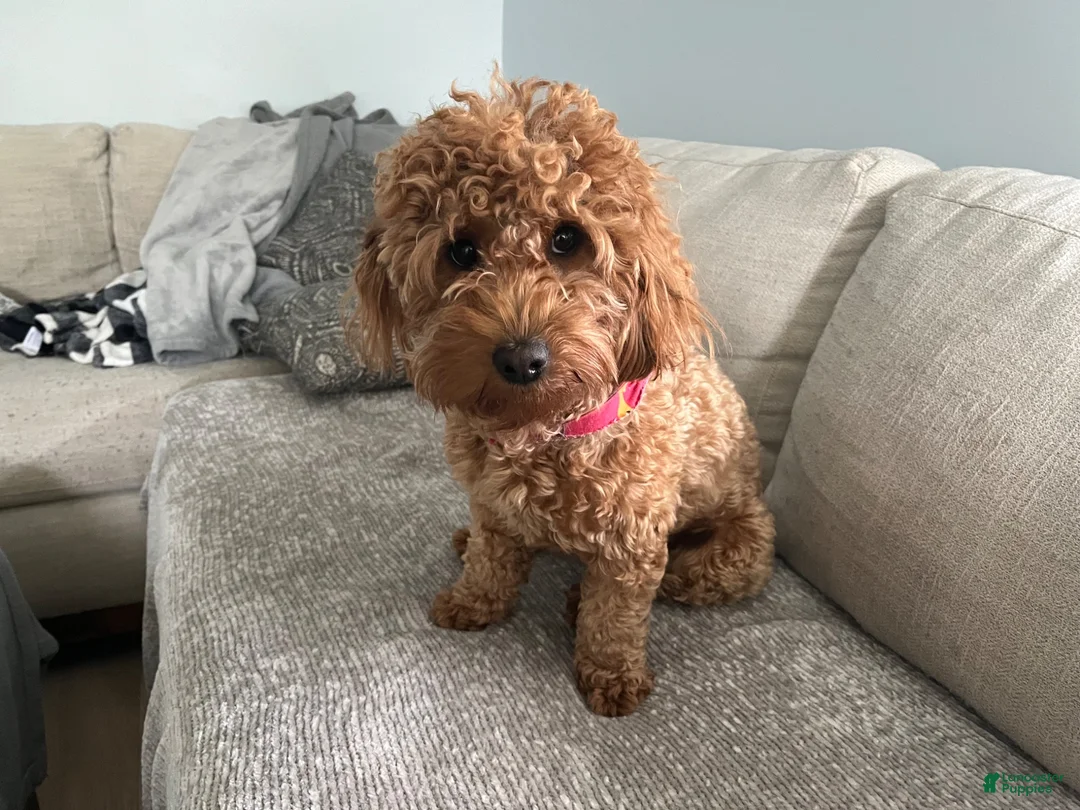 Mini Goldendoodle dogs for sale: Ollie (Petite Goldendoodle) - Ad 6