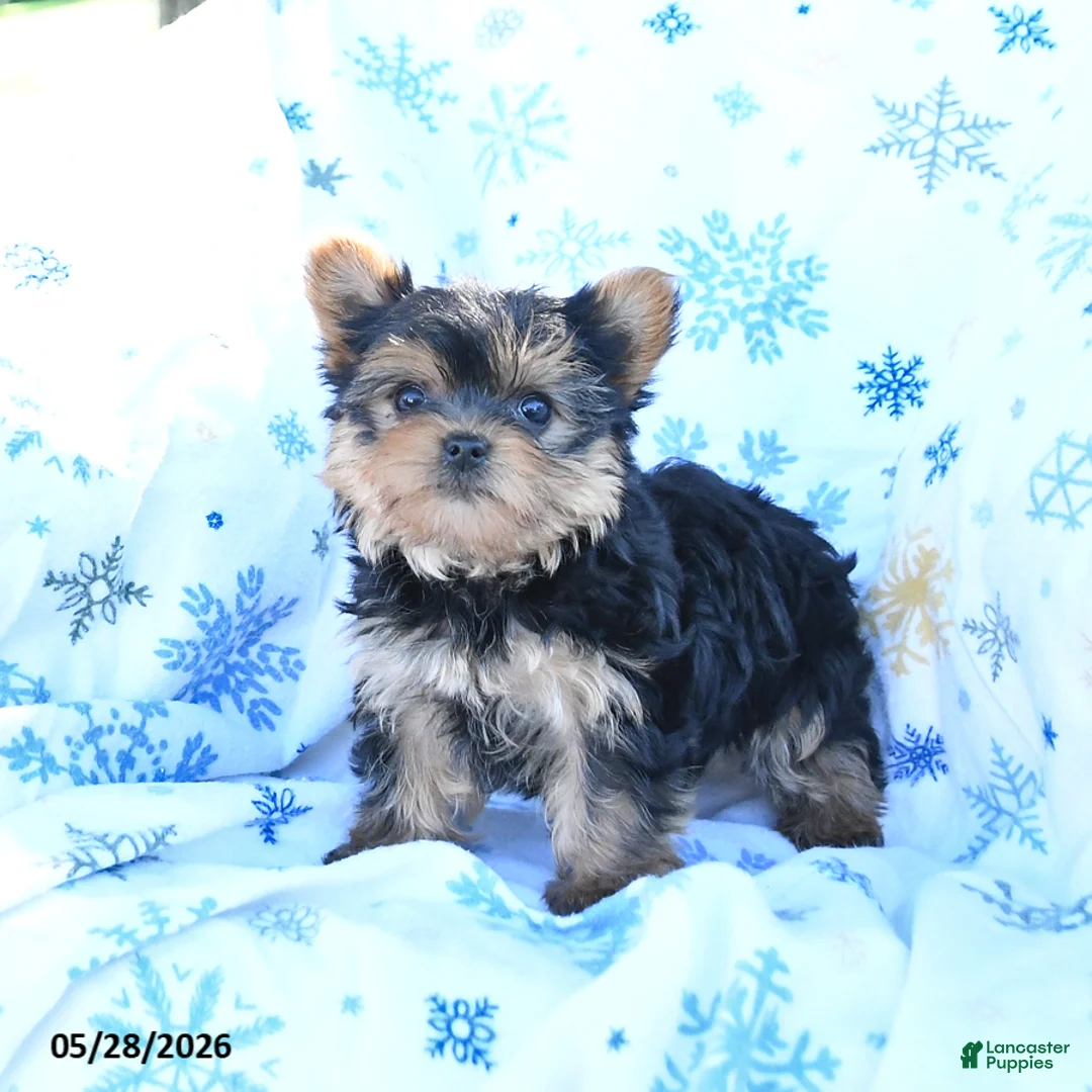Yorkshire Terrier dogs for sale: Tootsie - Ad 2